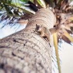Palmenhörnchen auf Bali
